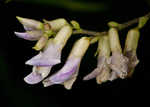 Hog Peanut